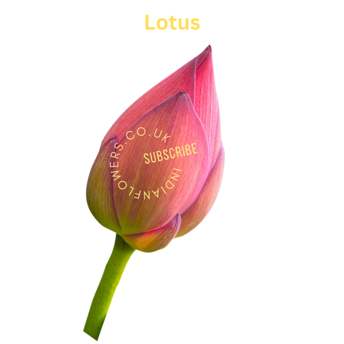 Lotus 1