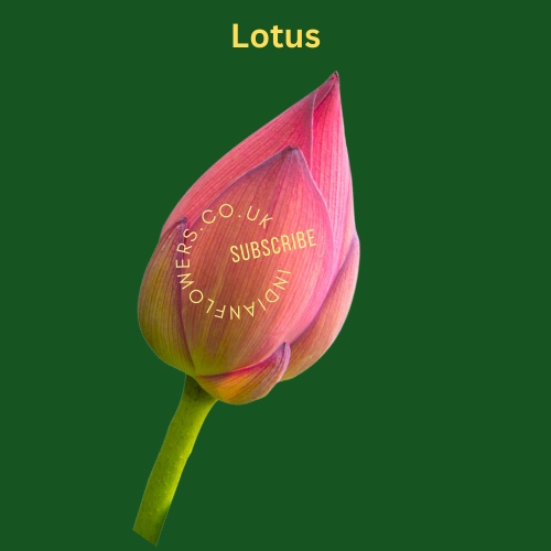 Lotus 1