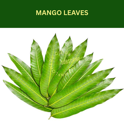 Mango Leaves