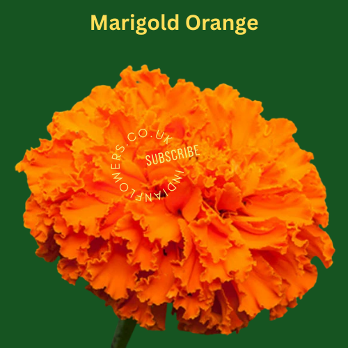 Marigold Orange 250g