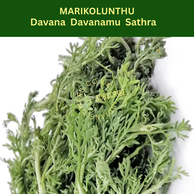 Marikolunthu