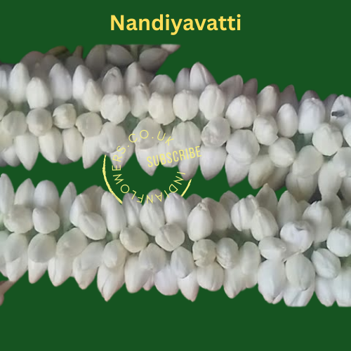 Nandiyavatti Flower string