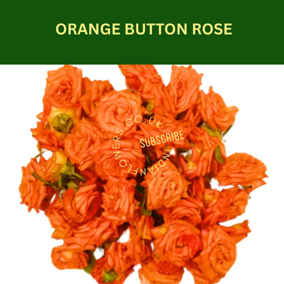 Orange Roses