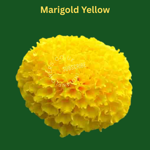 Marigold Yellow 250g