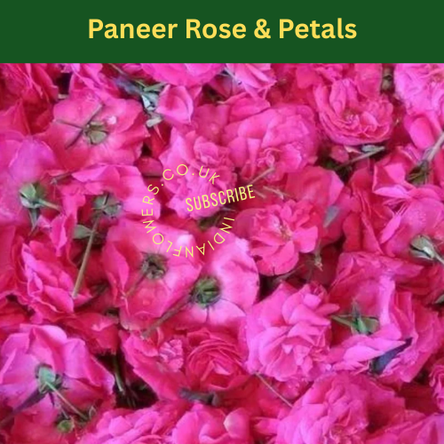Paneer Rose / Petals 250g