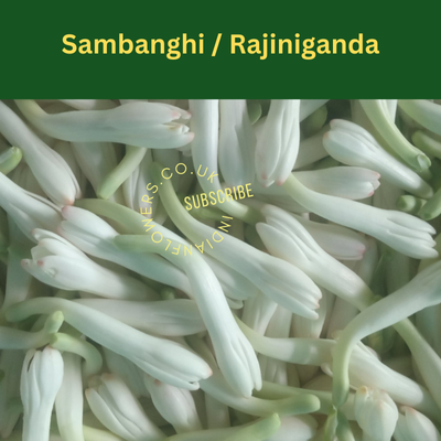 Sambanghi / Rajiniganda