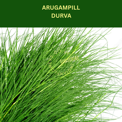 Arugam Pull