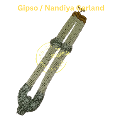 Gipso Grland