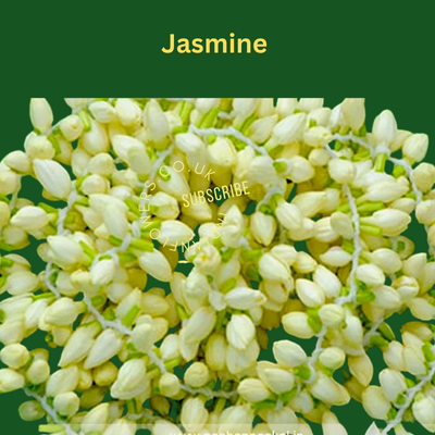 Jasmine Flower String  3 metre box