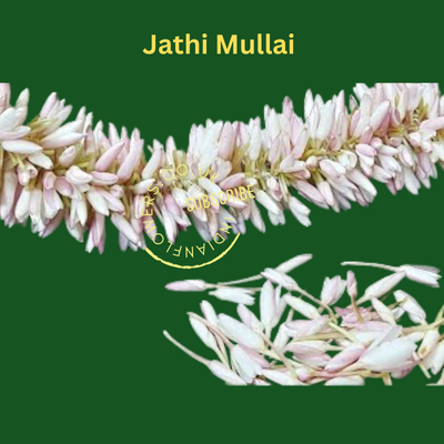 Jathi Mullai 3 Mtr String