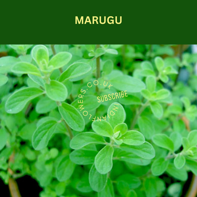 Maruvu Leaves
