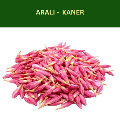 Pink Arali